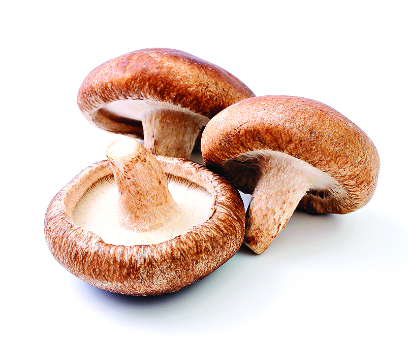 shiitake mushroom isolated on white