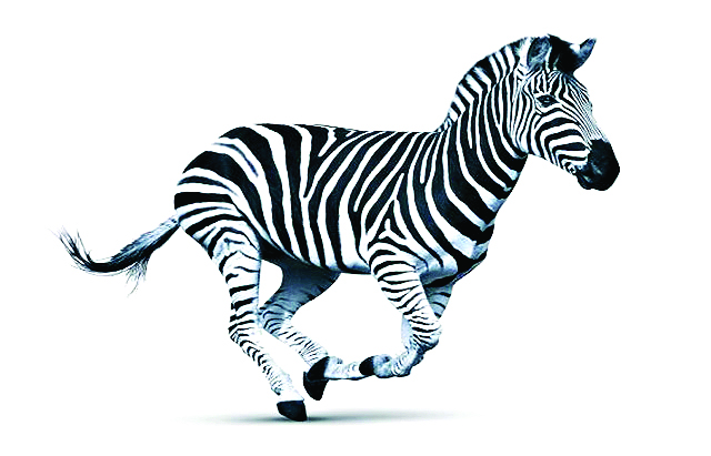 Investec's iconic Zebra