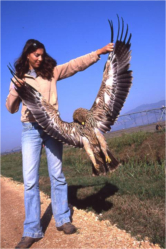 A dead imperial eagle