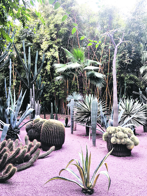 Cacti in Majorelle Gardens