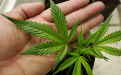 Marijuana
