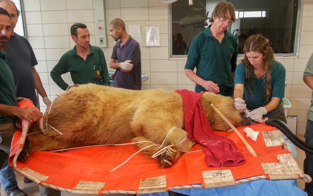 Operation Bear: Mango is treated by Israel doctors.