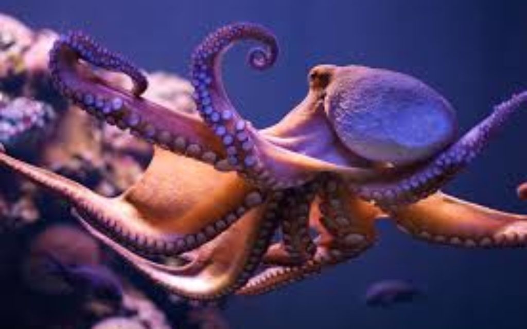 Octopuses: knot to be messed with.
