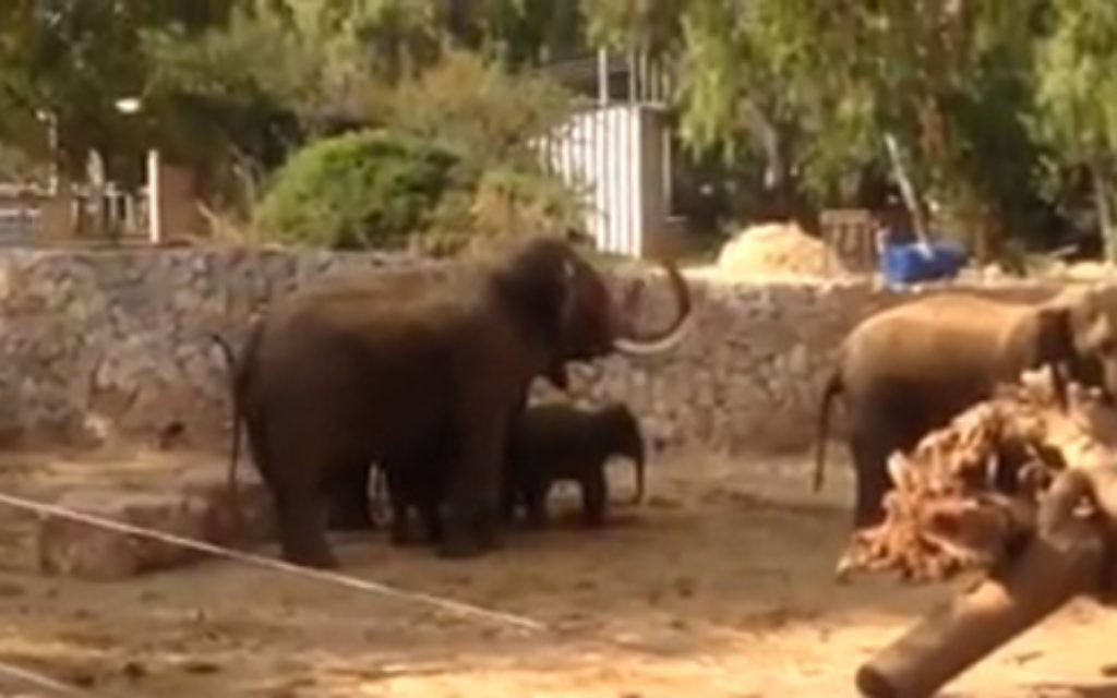 The terrified elephants group together