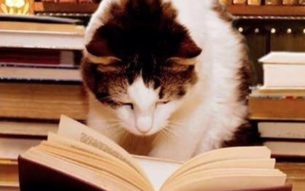 Make like this cat and STUDY!