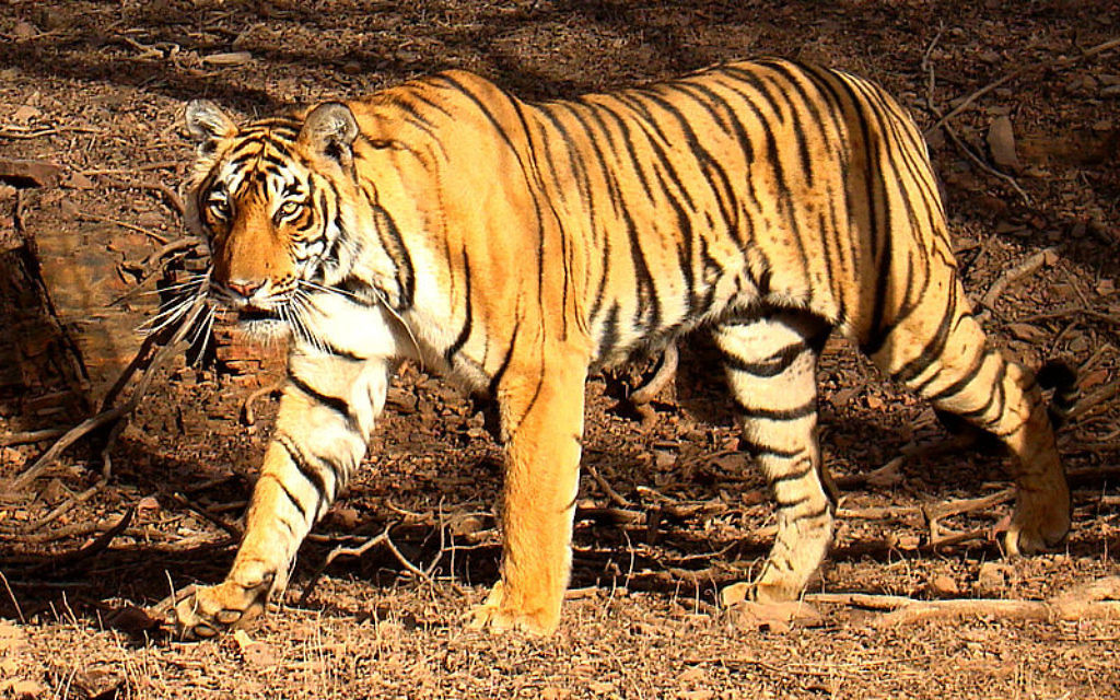 A bengal tiger, like the one being rescued from Gaza zoo
