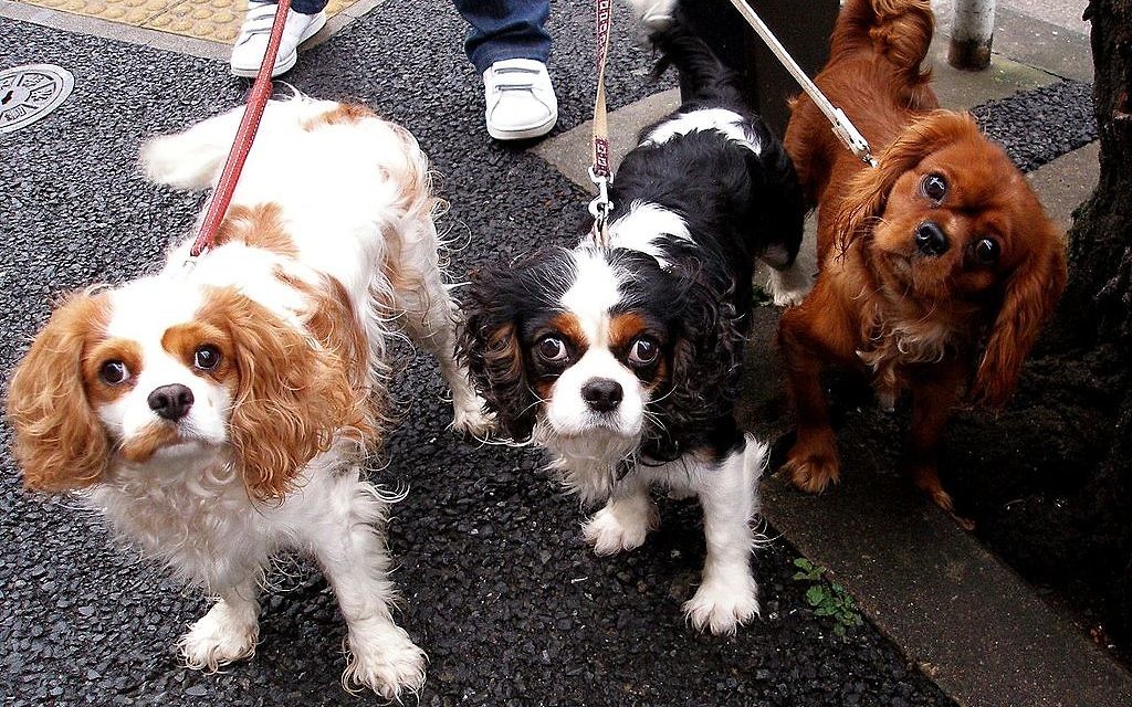 Dogs are all the rage in Israel's busiest city.