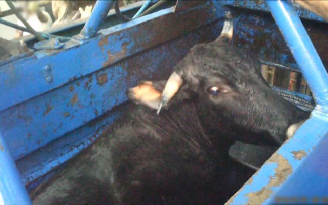 A cow in a kosher slaughterhouse