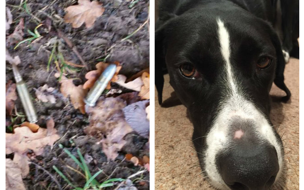 The bullets were sniffed out by Ozzy