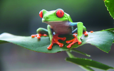 A red eyed frog (Credit: Nick Redmayne)