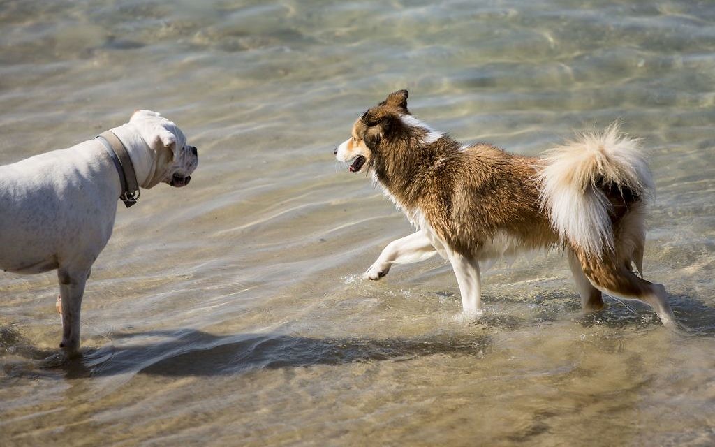 Dogs in Tel Aviv enjoy the warm Mediterranean sea, in one of the world's most dog-friendly cities (Photo credit: Kfir_Bolotin) Dogs in Tel Aviv enjoy the warm Mediterranean sea, in one of the world's most dog-friendly cities (Photo credit: Kfir_Bolotin)