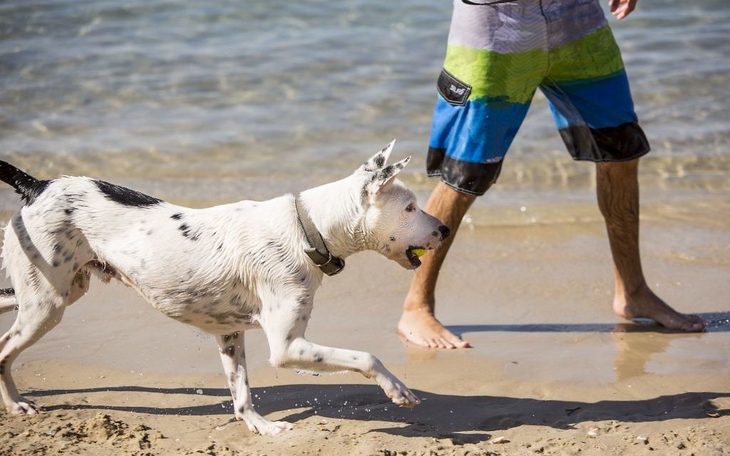 Dogs in Tel Aviv enjoy the warm Mediterranean sea, in one of the world's most dog-friendly cities (Photo credit: Kfir_Bolotin) Dogs in Tel Aviv enjoy the warm Mediterranean sea, in one of the world's most dog-friendly cities (Photo credit: Kfir_Bolotin)