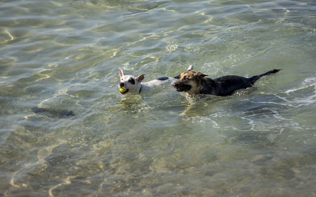 Dogs in Tel Aviv enjoy the warm Mediterranean sea, in one of the world's most dog-friendly cities (Photo credit: Kfir_Bolotin) Dogs in Tel Aviv enjoy the warm Mediterranean sea, in one of the world's most dog-friendly cities (Photo credit: Kfir_Bolotin)