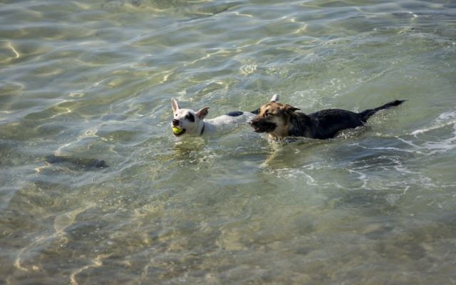 Dogs in Tel Aviv enjoy the warm Mediterranean sea, in one of the world's most dog-friendly cities (Photo credit: Kfir_Bolotin)
