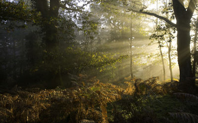 The natural beauty of the New Forest.