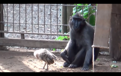 Niv the monkey with his feathered friend