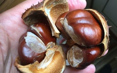The husk with five conkers inside!