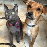 Ashley (cat) & Snoop (dog)