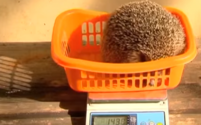 An overweight Hedgehog goes on the scales