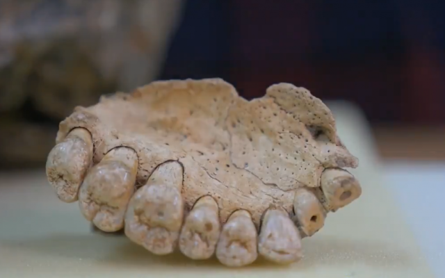 Jawbone fossil shown at Tel Aviv University, in a video posted by @IsraelinUSA on Twitter
