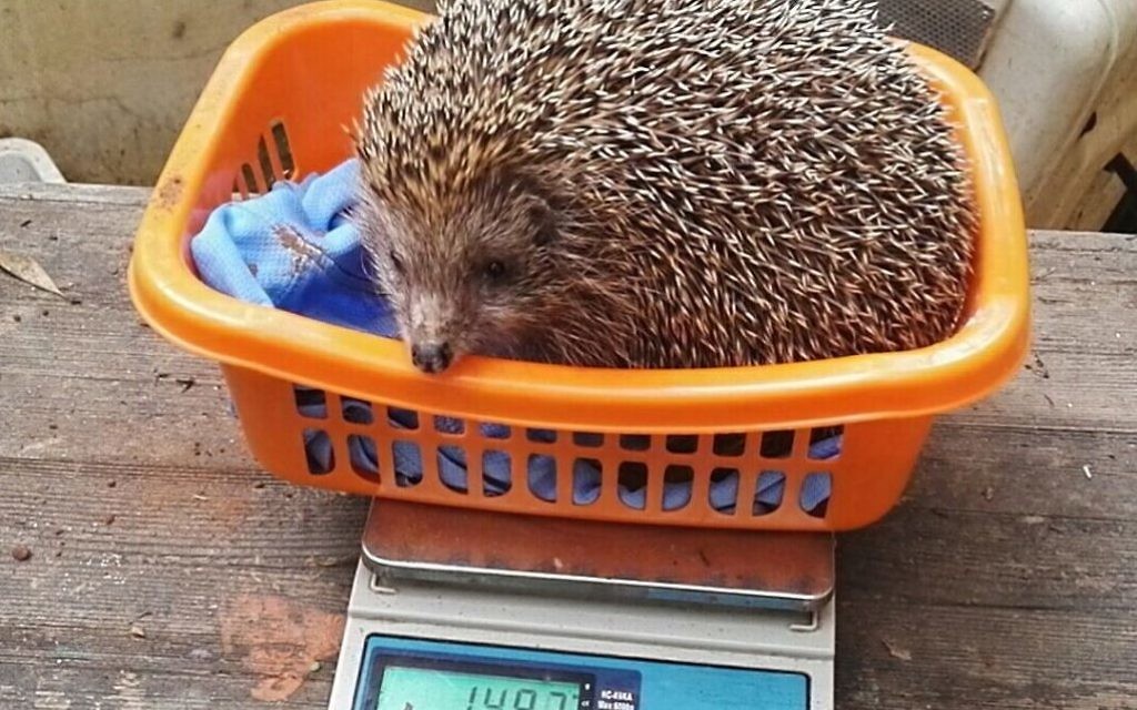 Sherman the hedgehog at his latest weigh-in