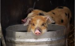 A piglet in a bucket