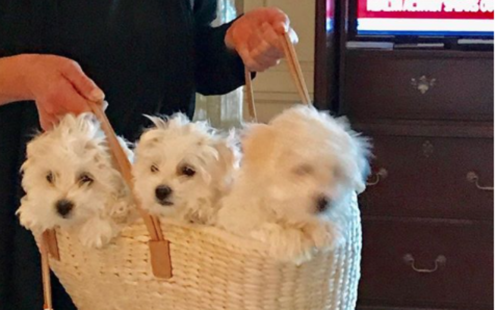 Screenshot of her Barbra Streisand's dogs, two of whom are cloned