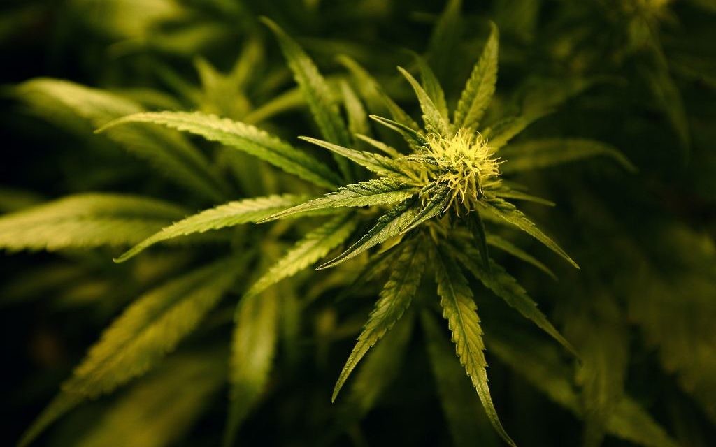Cannabis plants. 

Photo credit: Gareth Fuller/PA Wire