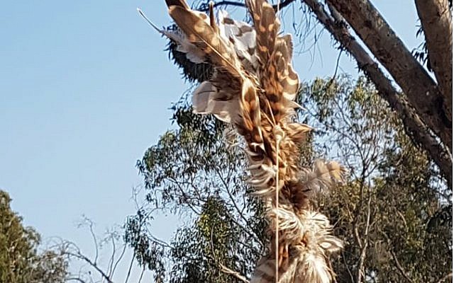 Bird caught in tree which was used to carry an incendiary device