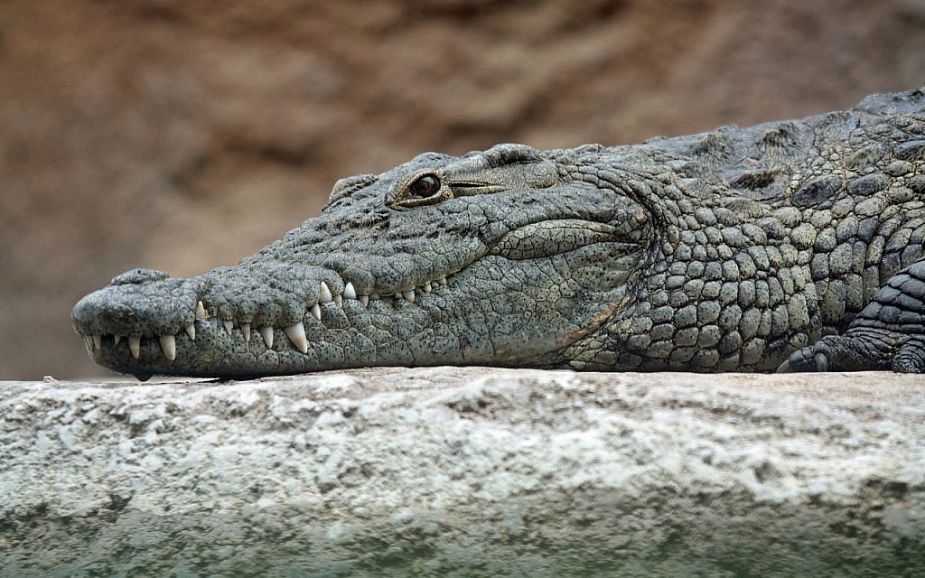 A crocodile.