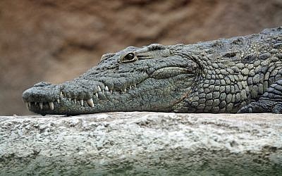A crocodile.