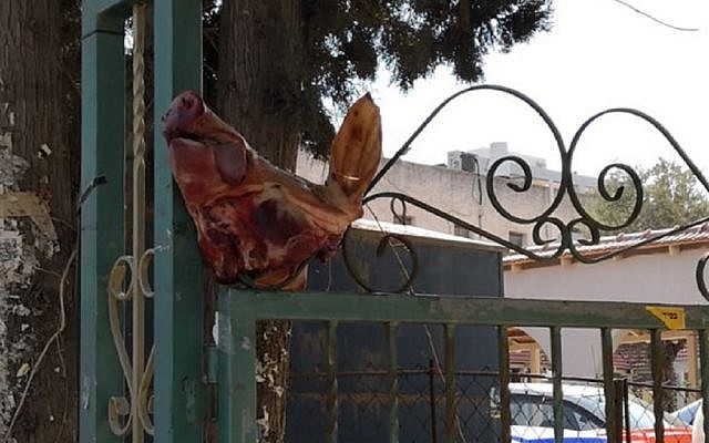 The severed pig's head at the entrance of the synagogue. Picture: Police Spokespersons Unit