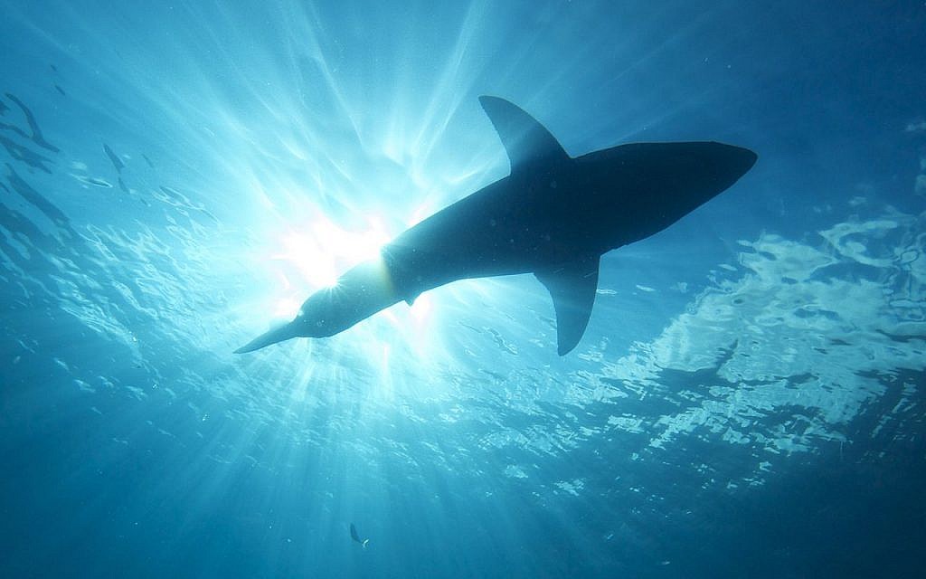 Great White Shark. (Source: Wikimedia Commons/Elias Levy)