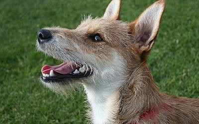 Terrier barking!

(CreditL Wikipedia. Author:Chris Barber)