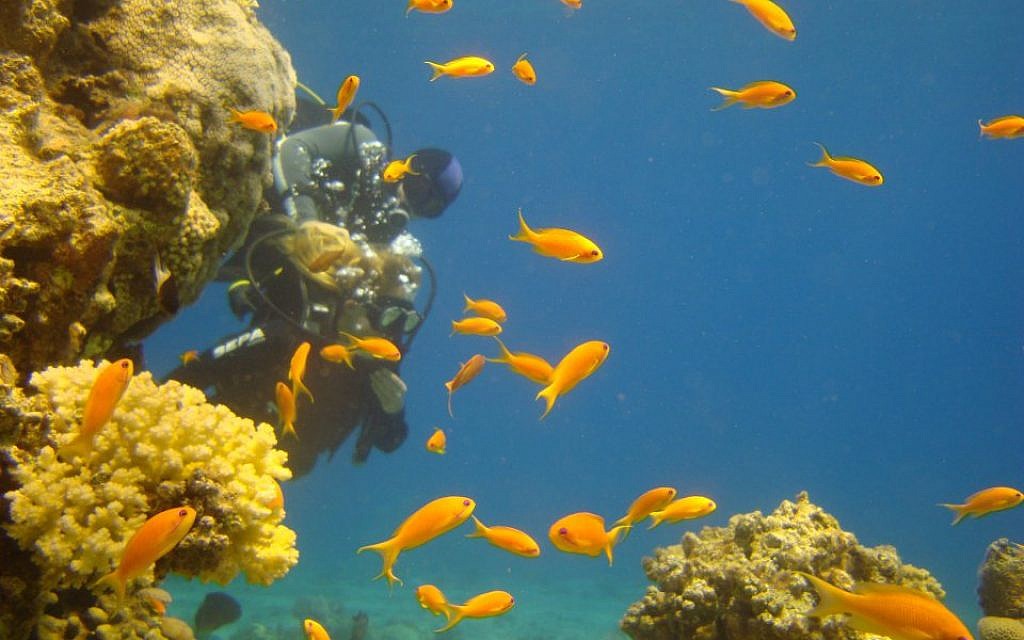 Diving in red sea by the Coral. (Wikipedia/Lehava Center Dimona)