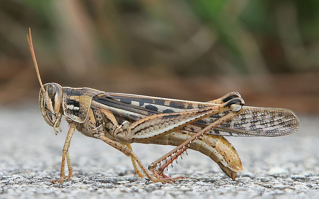 American Bird Grasshopper
(Wikipedia/http://www.birdphotos.com)