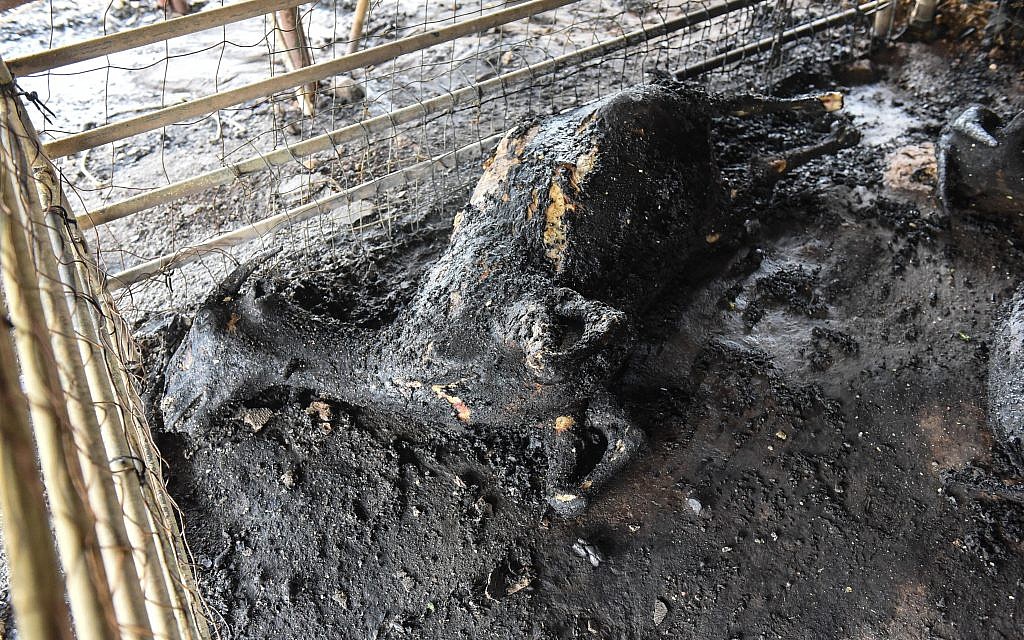 Burned goats in the barn following a fire amidst extreme heat wave in the village of Mevo Modi'im, in central Israel on May 24, 2019. Photo by: JINIPIX