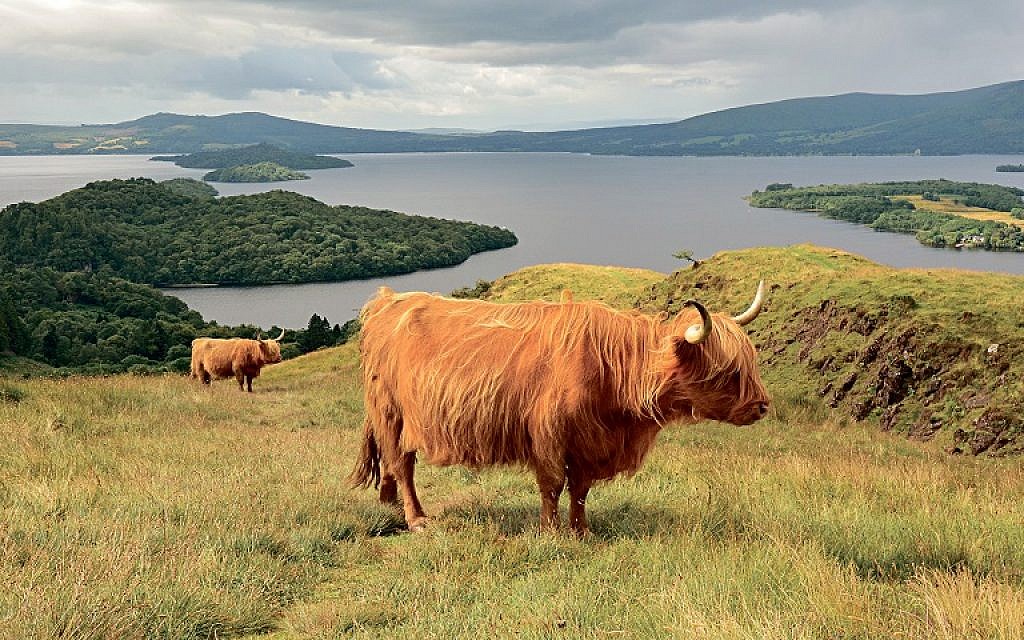 Highland cattle graze above Loch Lomond