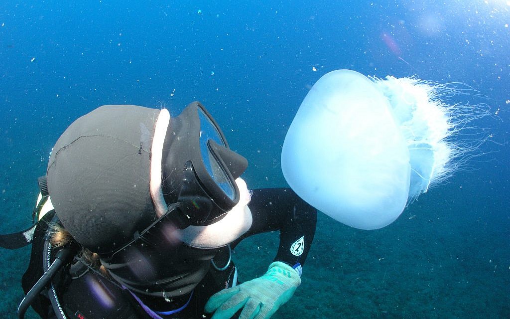 University of Haifa Marine Scientist.  Credit: Amir Yurman