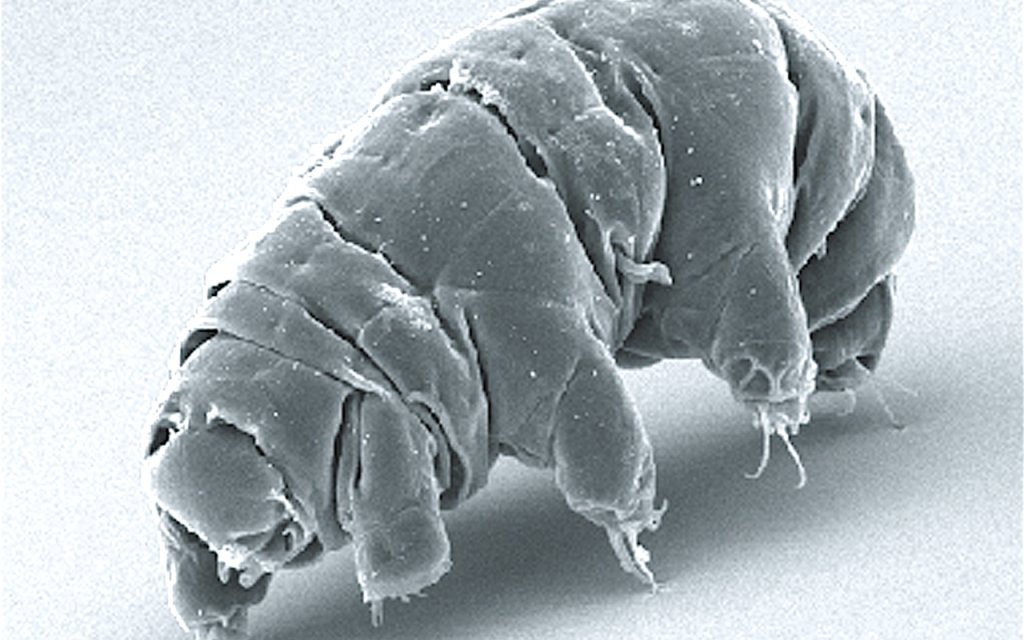 Tardigradum (Wikipedia/Schokraie E, Warnken U, Hotz-Wagenblatt A, Grohme MA, Hengherr S, et al. (2012))