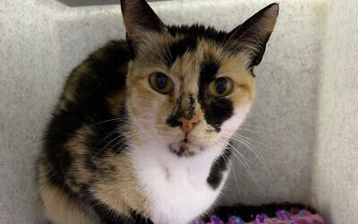 Photo from Cats Protection of cat Izzy (Photo credit: Cats Protection/PA Wire)