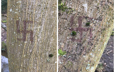 Swastikas found on trees in Epping Forest, reported by a Jewish News reader