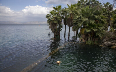 A dog swims in the water as trees stand where dry land was in the Sea of Galilee, locally known as Lake Kinneret. After an especially rainy winter, the Sea of Galilee in northern Israel is at its highest level in two decades, but the beaches and major Christian sites along its banks are empty as authorities imposed a full lockdown. (AP Photo/Ariel Schalit)