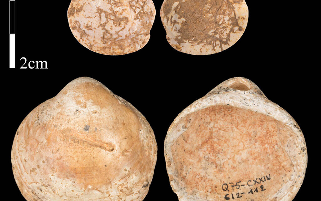 Photo of shells from Qafzeh Cave in Israel. Humans living around 120,000 years ago collected shells with holes in them and strung them together as beads, scientists have discovered. (Photo credit: Bar-Yosef Mayer et al/Plos One/PA Wire)