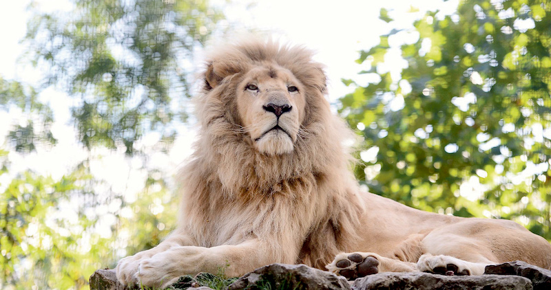Going to the zoo, zoo, zoo, You can come too, too, too... Going to the zoo, zoo, zoo, You can come too, too, too...