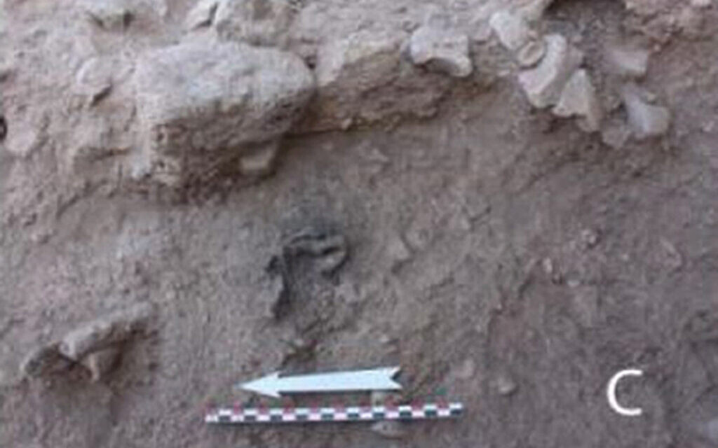 Photo issued by French National Centre for Scientific Research (CNRS) of four right pedal proximal phalanges found directly under the right coxal found in Beisamoun in Northern Israel. Ancient people in the Near East had begun the practice of intentionally cremating their dead by as far back as 7,000 BC, new research suggests.