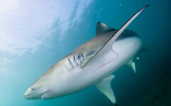 Sharks which have made their home along Israel's shores (Credit: Hagai Nativ, Maris Kahn Research Station)