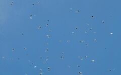 Weed falling from the sky. Credit: @YoniMichanie on Twitter