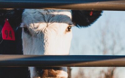 Cow (Photo by Garrett Butler on Unsplash via Jewish News)