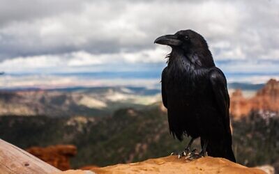 Crow (Photo by Tyler Quiring on Unsplash)
